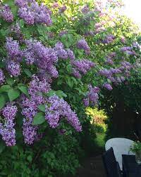 Pin By Deb Ruble On Got A Green Thumb Plants Trees To Plant Lilac Flowers