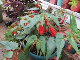 Image result for Behniaceae