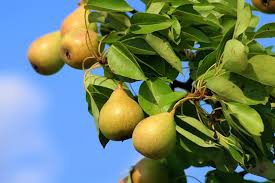 Specializing in fruit trees, flowering trees, berry plants, and grape vines established in 1984, freedom tree farms®, llc has continued supplying america's largest fruit growers, wholesale nurseries, and garden centers with numerous varieties of the highest quality. Growing Pears The Complete Guide To Plant Care And Harvest Pears