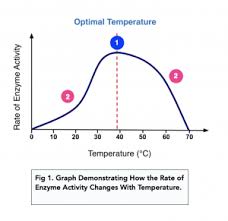 Enzymes: Rates of Reaction (A-level Biology) - Study Mind