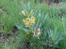 Image result for Pachycarpus concolor