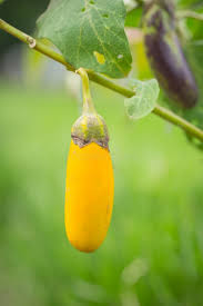 Image result for Solanum aculeatissimum