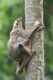 Sunda Flying Lemur Weird Animals Unusual Animals Animals