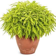 Image result for Coleus melleri