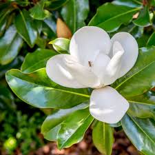 We did not find results for: 12 Common Species Of Magnolia Trees And Shrubs