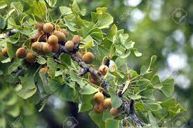 Some describe the smell as similar to rotten butter or vomit. Ginkgo Biloba Fruit Bearing Branch Stock Photo Picture And Royalty Free Image Image 13006015