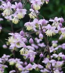 Thalictrum Rochebrunianum Prachtige Wiesenraute Bepflanzung Vorgarten Vorgarten Ideen