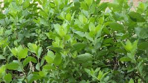 Maybe you would like to learn more about one of these? 7 Manfaat Daun Beluntas Untuk Kesehatan Tubuh Koran