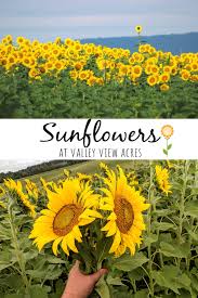 Sunflowers At Valley View Acres Scenic Views In Middletown Md Housewives Of Frederick County Valley View Scenic Views Sunflower Fields