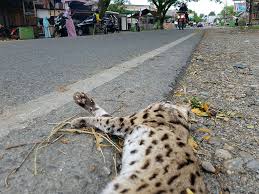 Mancing ikan di kubangan hutan kalimantan berau kalimantan timur. Kucing Hutan Ditemukan Mati Di Nagan Raya