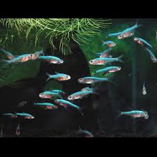 ラスボラ アクセル ロディ グリーン