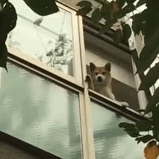 Dog Waving Gifs Get The Best Gif On Giphy Discover all images by owo meme maker. dog waving gifs get the best gif on giphy
