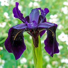 The best purple flowers for your garden dark purple. Reviews For Spring Hill Nurseries Dark Purple Flowers Black Iris Live Bareroot Perennial Plant 3 Pack 69156 The Home Depot