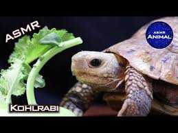 Pin By T Dora Maјstoroviћ On Mukbang In 2020 Cute Animals Tortoise Turtle Turtle