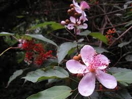 Image result for Bixaceae