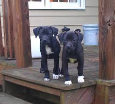 Australian Shepherd Pitbull Mix Black And White Pin On Dogs
