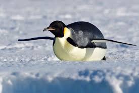 He saw an advertisement in the newspaper. Emperor Penguin Facts Aptenodytes Forsteri