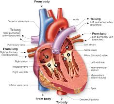 We hope this post inspired you and help you what you are looking for. Organs Of Human Body Drawing Novocom Top