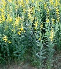 Image result for Crotalaria spinosa