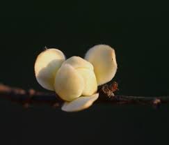 Image result for Cleistochlamys