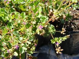 Image result for Pelargonium grossularioides