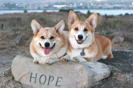 Our welsh corgis have coats of many colors such as: The Senakams Corgi 3 Corgi Corgi Dog Dogs