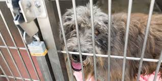 Adoption events in atherton, ca for those with an approved application. Peace Of Mind Dog Rescue Home