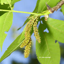 Image result for Diclis ovata