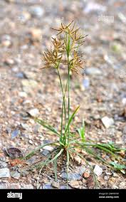 Image result for Cyperus rotundus
