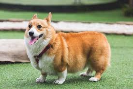 herding dogs discover 16 super smart herding dog breeds corgi corgi pembroke pembroke welsh corgi