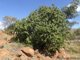 Image result for Vepris