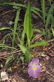 Image result for Siphonochilus aethiopicus