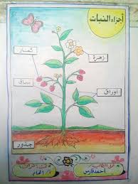 Pin By F Al On المدرسة Teaching The Alphabet Science For Kids Math Tricks
