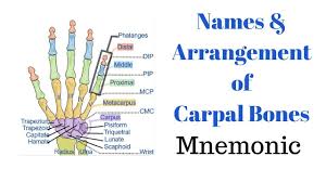 Names Arrangement Of Carpal Bones Mnemonic Youtube