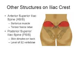 The tensor fasciae latae muscle attaches to the lateral aspect of the superior anterior iliac spine, and also about 5 cm away at the i. Bones Of The Hip Ilium Iliac Fossa Iliac
