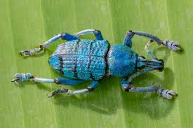 Image result for Lepidagathis andersoniana