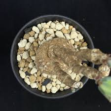 Image result for Euphorbia eranthes