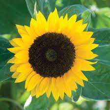 Zohar Organic F1 Sunflower Seed Johnny S Selected Seeds Flower Seeds Annual Plants Wildflower Seeds
