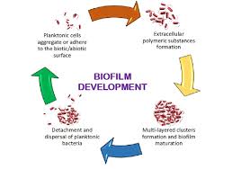 Communication Is The Key Biofilms Quorum Sensing Formation And Prevention Abstract Europe Pmc