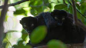 11 Years Left For Stunning Blue Eyed Lemur Species Pet Birds Lemur Blue Eyes