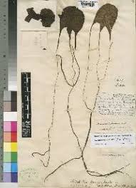 Image result for Aristolochia promissa