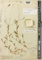 Image result for Arthraxon lancifolius