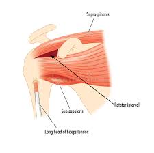 In this article, we'll cover three effective rotator cuff exercises. Anatomy Of The Rotator Cuff Muscles Stock Illustration Illustration Of Shoulder Bone 94738754
