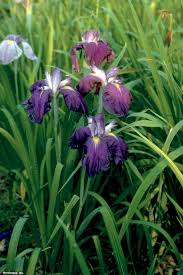 Planting a water iris in a wide pond plant basket or plastic pot to confine the growth is advisable, as some types of water iris, like yellow flag irises, can spread like crazy and may become difficult to control. Japanese Irises Hgtv