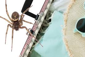 Sightings of steatoda nobilis, the false widow spider, are on the rise. Those With Arachnophobia Look Away Now Dangerous Spiders Are Invading The Uk Derbyshire Live