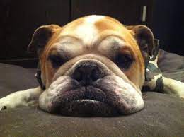 Baggy Bulldogs Rescue Nederland Bulldog Rescue English Bulldog Bulldog