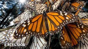 La Increible Travesia De La Mariposa Monarca Youtube