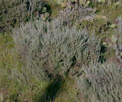 Image result for Thecacoris spathulifolia