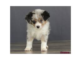 Miniature australian shepherd puppies for sale and dogs for adoption in michigan, mi. How Much Does A Mini Australian Shepherd Cost