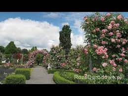 We did not find results for: Rozeogrodowe Pl Najnowsze Piekne I Zdrowe Odmiany Roz Ogrodowych Nagradzane Na Wielu Wystawach Szkolka Roz Grzegorz Hyzy Prowadzi Sprzed Golf Courses Field